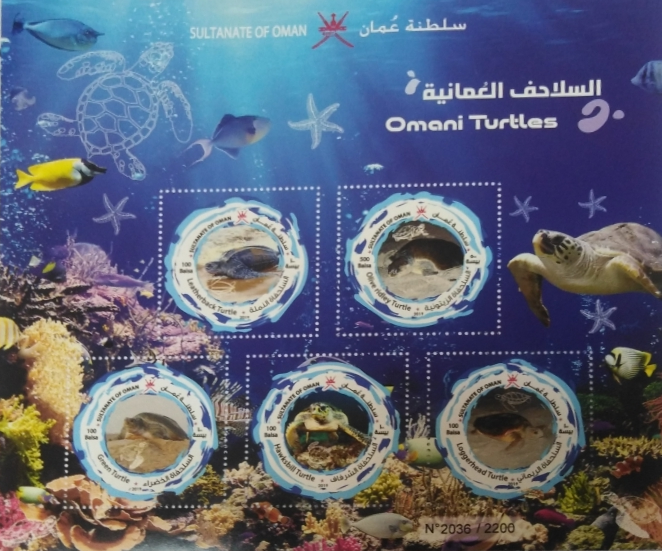 Oman Turtles